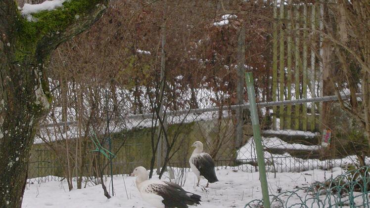 Andengänse im Freigehege in Alfons Trautners Privatzoo. Foto: Petra Malbrich
