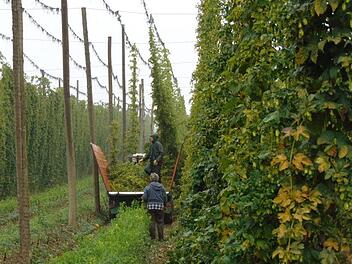 Bei der Hopfenernte in Lilling Foto: Petra Malbrich