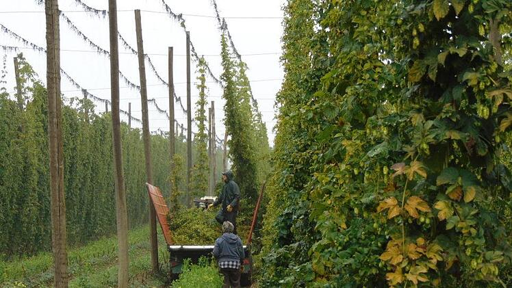 Bei der Hopfenernte in Lilling Foto: Petra Malbrich