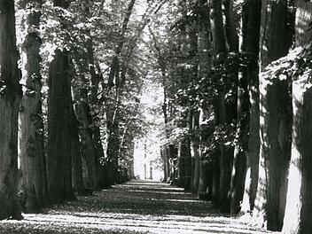 Es war eine prächtige Lindenallee, die den Thurnauer Schlosspark zum "hehrsten Laubdom Deutschlands" gemacht hat, wie es einst der Dichter Jean Paul umschrieb. Fotos: Archiv/