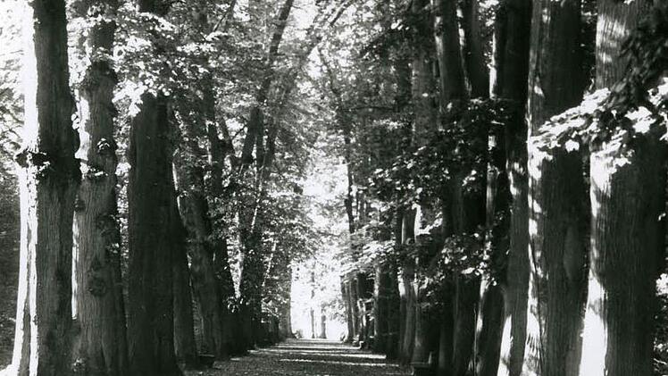 Es war eine prächtige Lindenallee, die den Thurnauer Schlosspark zum "hehrsten Laubdom Deutschlands" gemacht hat, wie es einst der Dichter Jean Paul umschrieb. Fotos: Archiv/