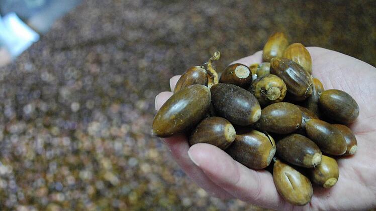 Eine Hand voll Eicheln: Wenn Hannah Schuhmann ein ganzes Kilogramm gesammelt hat, gibt es dafür 1,70 Euro. Foto: Archiv