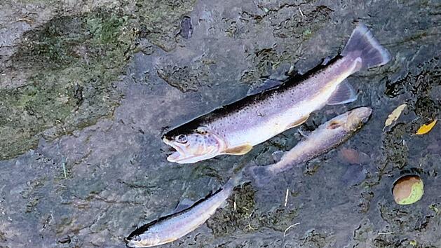 Die Neum&uuml;hle erh&auml;lt ein neues M&uuml;hlrad. W&auml;hrend der Bauarbeiten musste das Wasser am M&uuml;hlbach abgesenkt werden. Dabei verendeten 15 Fische.  Fotos: Stephan St&ouml;ckel