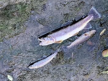 Die Neumühle erhält ein neues Mühlrad. Während der Bauarbeiten musste das Wasser am Mühlbach abgesenkt werden. Dabei verendeten 15 Fische.  Fotos: Stephan Stöckel