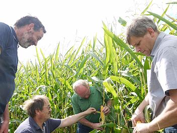 Das ist doch gar nicht einmal schlecht: Stefan Angermüller, Adolf Ruff, Gerhard Ehrlich und Martin Flohrschütz (von links) sind mit dem Zustand dieses Maisfeldes bei Großheirath zufrieden.  Foto: Berthold Köhler