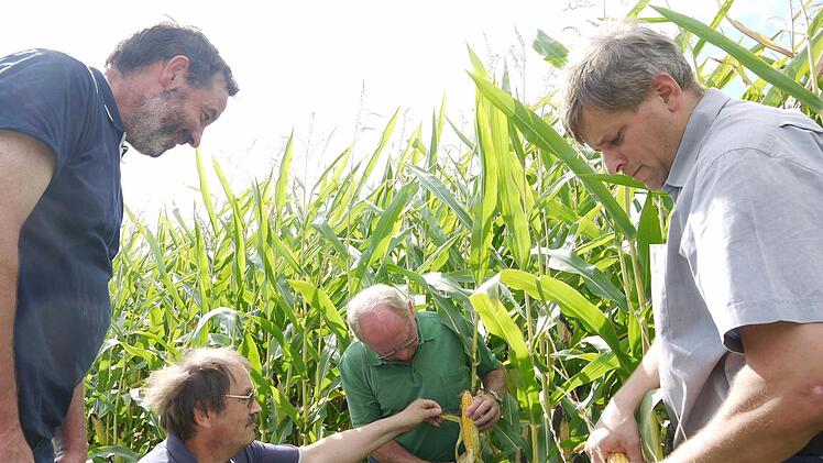 Das ist doch gar nicht einmal schlecht: Stefan Angermüller, Adolf Ruff, Gerhard Ehrlich und Martin Flohrschütz (von links) sind mit dem Zustand dieses Maisfeldes bei Großheirath zufrieden.  Foto: Berthold Köhler