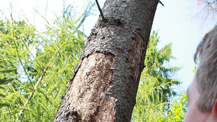 Befällt der Borkenkäfer eine der empfindlichen Fichten, heißt es schnell reagieren. Wie gefährlich ist der Borkenkäfer für die Wälder in diesem Jahr? Foto: Carmen Schmitt