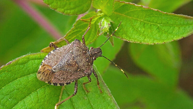 Stinkwanzen schlüpfen besonders ab Herbst in Innenräume