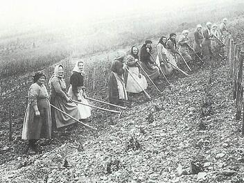 Andere Zeiten, andere Arbeitsgeräte, andere Kleidung: Vor 100 Jahren wurden die ersten Müller-Thurgau-Reben in Franken eingesetzt.  Foto: Weinbauverein Randersacker