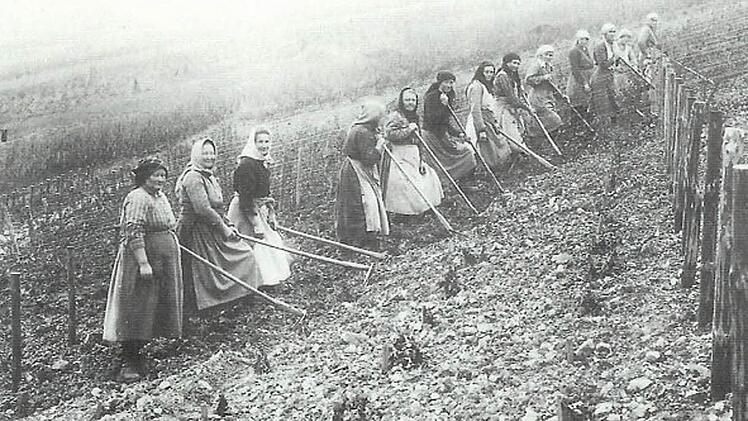 Andere Zeiten, andere Arbeitsgeräte, andere Kleidung: Vor 100 Jahren wurden die ersten Müller-Thurgau-Reben in Franken eingesetzt.  Foto: Weinbauverein Randersacker