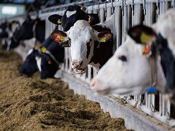 Bad Gr&ouml;nenbach: Mann wohl von K&uuml;hen zu Tode getrampelt