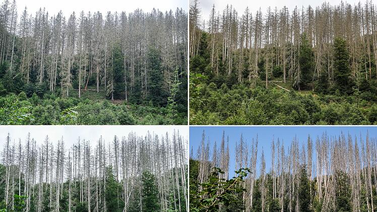 Klimafolgen #klf #klf2026 - Nationalpark Eifel