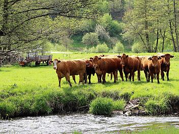 Die Rinder auf den Weideflächen zwischen Wernarz und Rupboden fühlen sich sichtlich wohl.  Foto: Julia Raab
