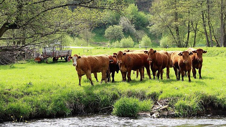 Die Rinder auf den Weideflächen zwischen Wernarz und Rupboden fühlen sich sichtlich wohl.  Foto: Julia Raab
