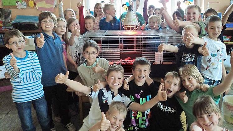 Die Schüler der 3a sind sehr glücklich über ihre gefiederten Klassenkameraden. Bevor die Küken schlüpften, hatten die Kinder viel zu tun ... Foto: Sarah Schmitt