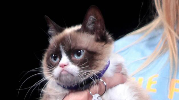 Wurde 2013 im zarten Alter von wenigen Monaten bekannt und ist ein Internetstar: Grumpy Cat. Foto: Gage Skidmore/dpa