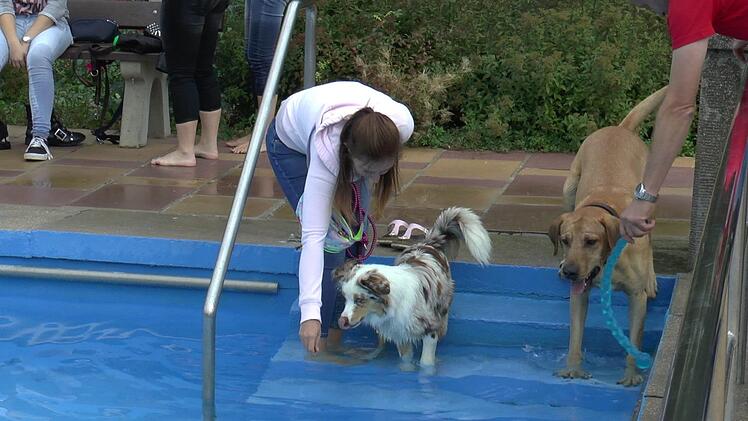 So manche Hundebesitzer machten ihrem Liebling vor, wie sch&ouml;n es im Wasser ist.Christian Licha