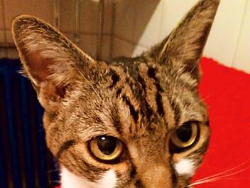 "Romeo" sucht ein neues Zuhause.  Foto: Marianne Wende