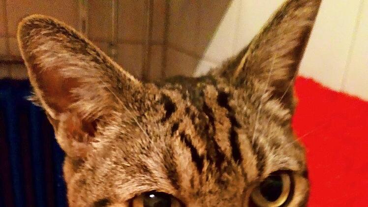 "Romeo" sucht ein neues Zuhause.  Foto: Marianne Wende