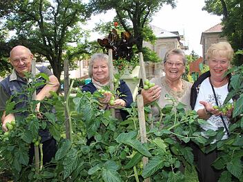 Der "harte Kern" und die saftigen Tomaten: Arno und Anna Ewert, Helene Schamann und Carola Stetting pflegen den Bürgergarten für die "Tafel".