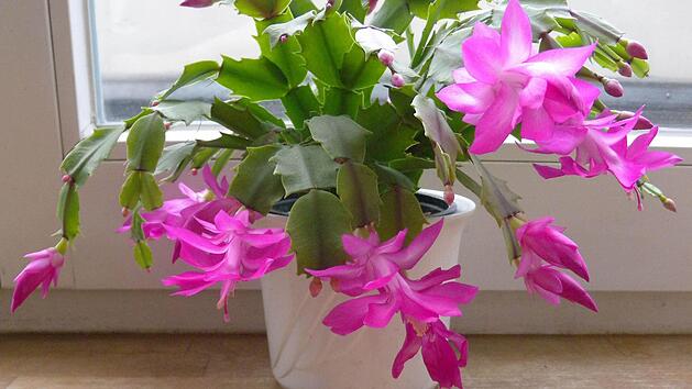 Viele sch&auml;tzen den Weihnachtskaktus im Winter als Zimmerpflanze. Foto: Andrea Warnecke/dpa