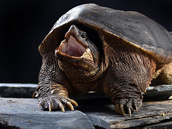 Schnappschildkröten durch Hochwasser angeschwemmt