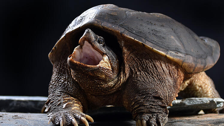 Schnappschildkröten durch Hochwasser angeschwemmt