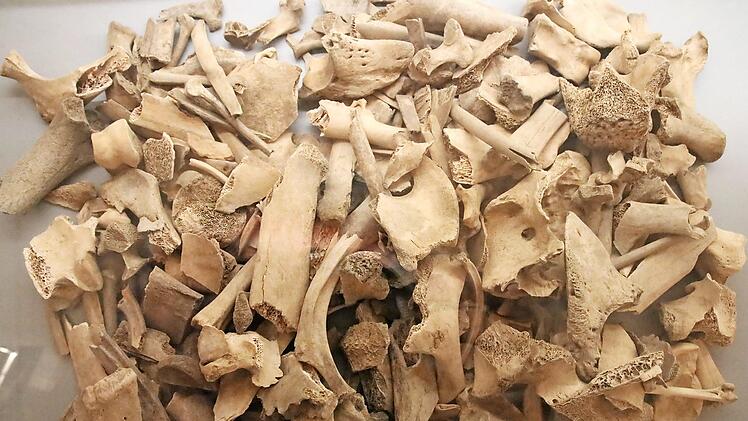 Das Schäufala-Grab: Die Tierknochen aus der Abfallgrube geben Aufschluss über die Ernährung der Ur-Forchheimer im Frühmittelalter.