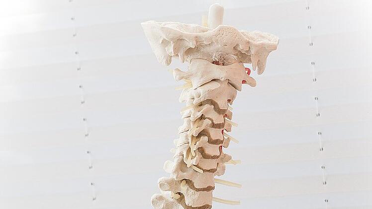 Die Bandscheiben befinden sich zwischen den Wirbelk&ouml;rpern unserer Wirbels&auml;ule.