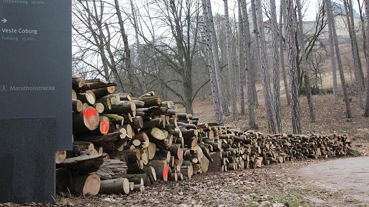 Rund 25 Raummeter Holz warten hier noch auf die Abfuhr. Der Sturm in der Nacht zum 1. Juli 2012 riss insgesamt 125 Raummeter um - so viel, wie auf zehn Hektar Wald in einem Jahr wächst.