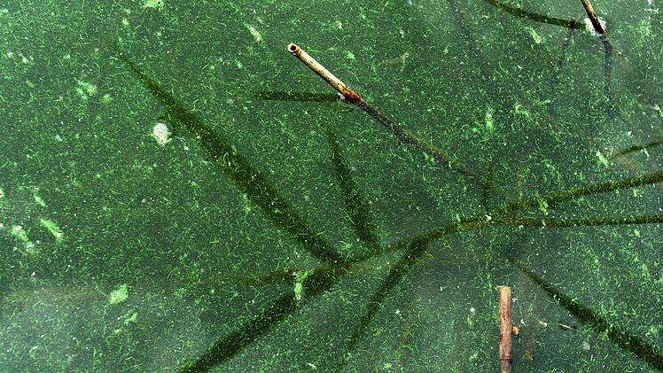 Blaualgen verfärben das Wasser und bilden Schlieren - hohe Konzentrationen können für MEnsch und Tier sehr giftif sein. Am Kleinen Brombachsee und am Hahnenkammsee wurde deswegen nun eine BAdewarnung ausgesprochen. Foto: Stefan Sauer/dpa