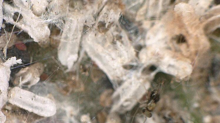 Die Konkons der Läuse. Foto: Keyence