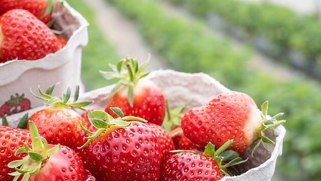 Täglich Erdbeeren essen:  Es gibt mehrere Gründe, die dafür sprechen