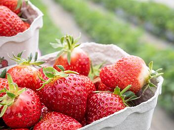 Täglich Erdbeeren essen:  Es gibt mehrere Gründe, die dafür sprechen