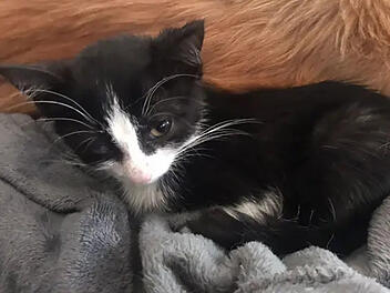 Tierheim Bamberg berichtet von Überlebenskampf von Katze Schnatterinchen - "grenzt an ein Wunder"