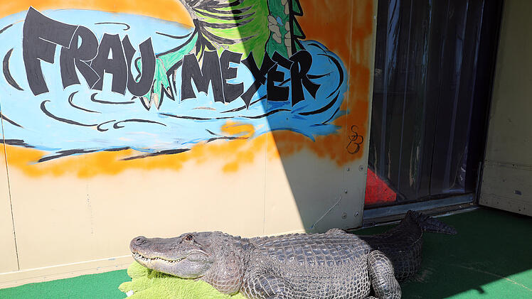 Alligator-Dame Frau Meyer im Gartenpool