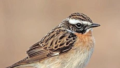 Braunkehlchen auf einer Sitzwarte