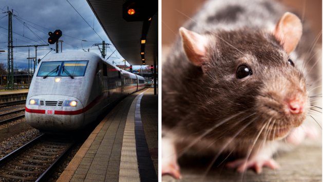 "So gro&szlig; wie Katzen": Bahnhof in M&uuml;nchen k&auml;mpft mit Rattenplage