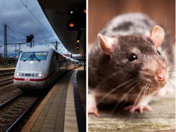 "So groß wie Katzen": Bahnhof in München kämpft mit Rattenplage