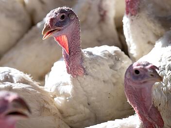 Vogelgrippe-Virus H5N1 auf Kühe übertragen: "Nächste Pandemie so gut wie sicher"