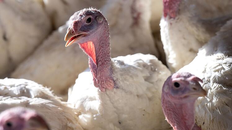 Vogelgrippe-Virus H5N1 auf Kühe übertragen: "Nächste Pandemie so gut wie sicher"