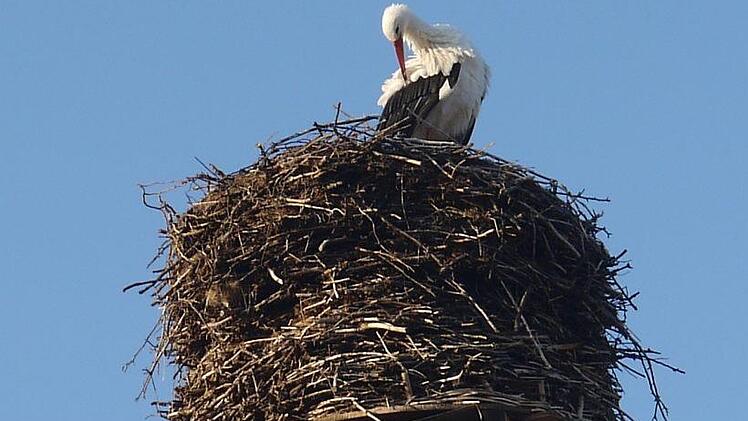 Der Horst auf dem Schlot der Brauerei Schleicher in Kaltenbrunn im Itzgrund hat am Montag  zum ersten Mal in diesem Jahr Besuch von einem Storch bekommen. - Foto: Berthold Köhler