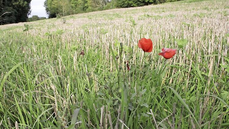 Wo jetzt noch unberührte Natur ist, sollen bald Häuser stehen. Foto: Josef Hofbauer