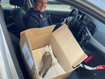 Verletzter Falke bei Polizei abgegeben