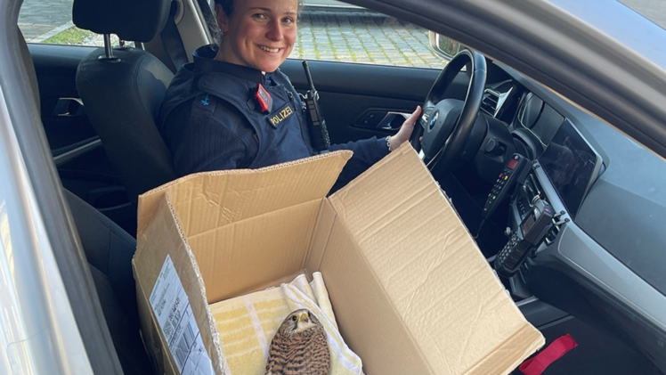 Verletzter Falke bei Polizei abgegeben