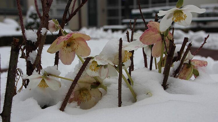 Diese Christrose in Ebern lugt aus der weißen Decke hervor. Foto: Eckehard Kiesewetter