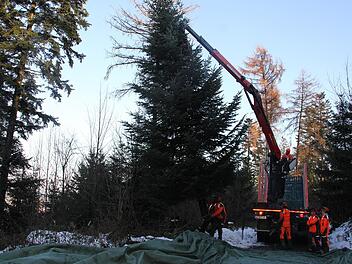 Fachmännisch wird die Pressiger Tanne umgelegt. Veronika Schadeck