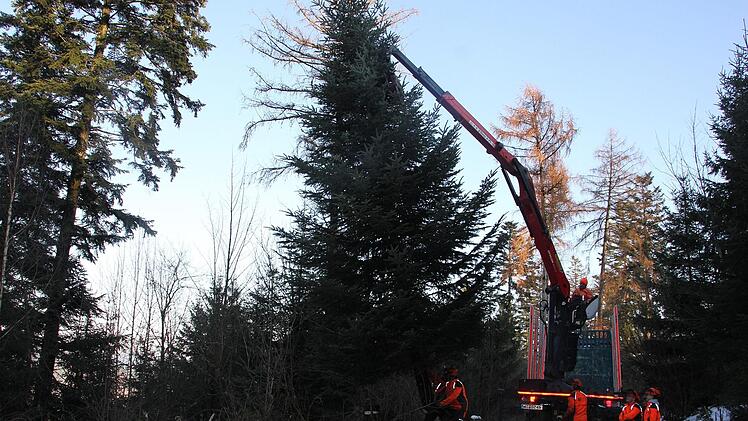 Fachmännisch wird die Pressiger Tanne umgelegt. Veronika Schadeck