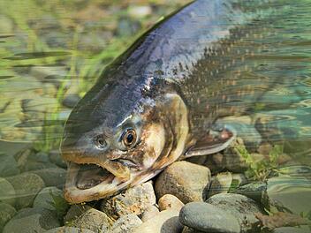 Fische, die nicht übermäßig an Geld festhalten, geben mit 23 649 Euro im Schnitt am meisten für ihr neues Auto aus.
