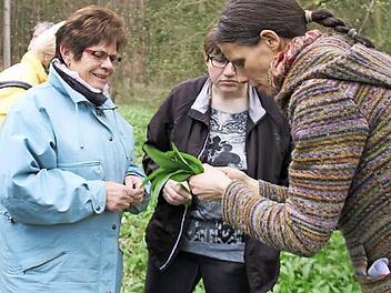 Vorsicht, Verwechslungsgefahr: Leckerer Bärlauch sieht den giftigen Blättern von Maiglöckchen sehr ähnlich. Sicherheitshalber sollte man ein Blatt zerreiben - duftet es nach Knoblauch, ist es Bärlauch.